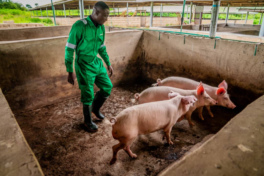 A Promise Point staff member tending pigs in the farm's livestock unit