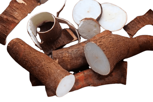Whole and cut cassava roots